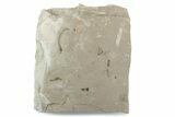 Fossil Insect (Flies and Ant) Plate - Utah #377093-2